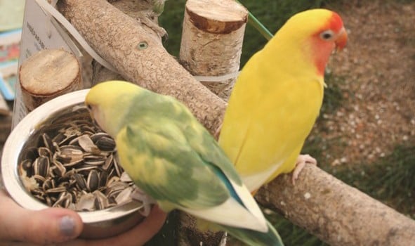 Lovebird species profile