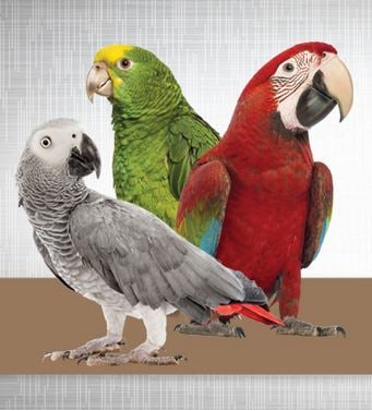 Tropican Alternative Formula provides proper daily nutrition for for Parrots who are less active or diet challenged.