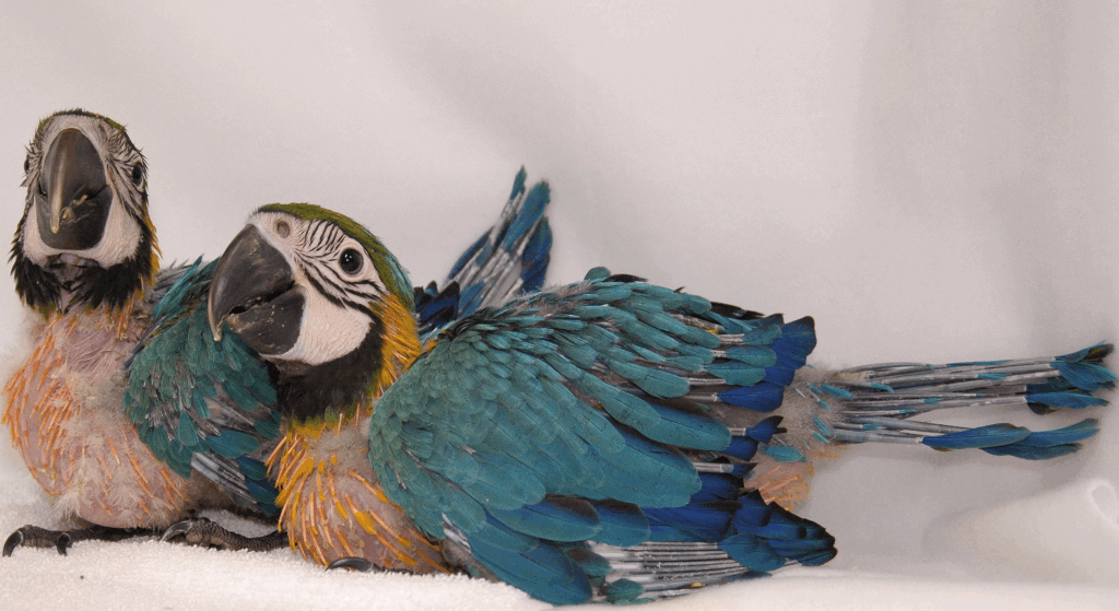 Tropican Ruční krmení Krmivo pro papoušky