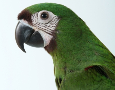 Tropimix premium quality enrichment food blend for Large Parrots