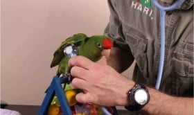 Desensitizing Parrot Early Parrot Education Exam