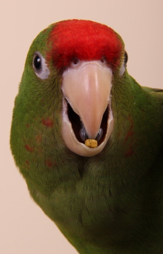 Tropican Lifetime Formula krmivo pro papoušky