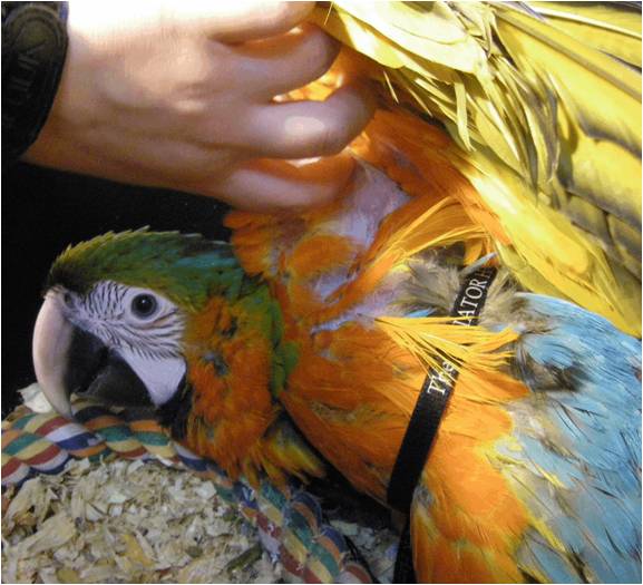Flight harness training your parrot