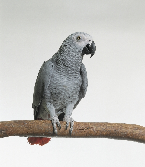 Trpoican High Performance vzorec pro mladé, odstavující a začínající papoušky.