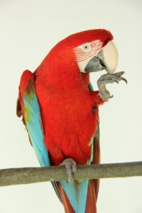 Tropimix premium quality enrichment food blend for Large Parrots