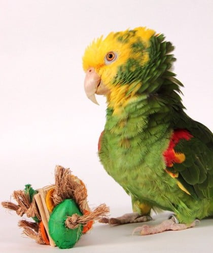Rustic Treasure Foot Toy for Parrots