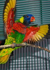 Tropican Lifetime Formula food for parrots