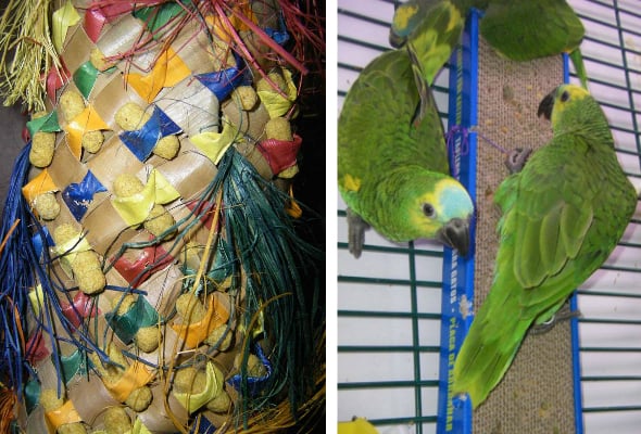 Parrot Foraging Activities
