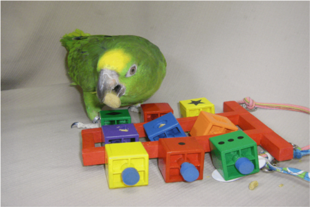 Feeding activites for parrots