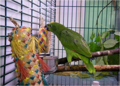 Foraging activities for parrots