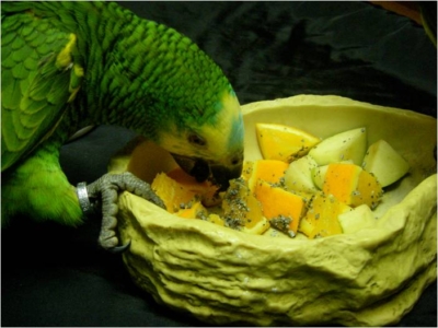 foraging activities for parrots