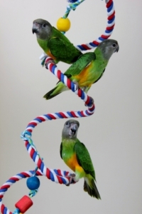 Tropican High Performance Formula food for parrots