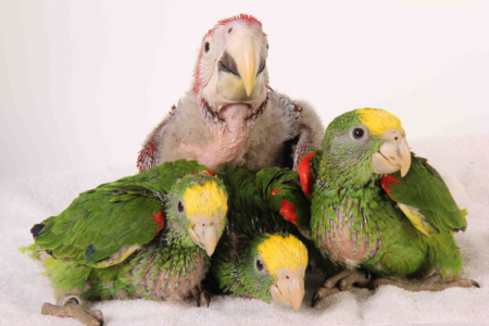 Tropican Hand-feeding Formula food for parrots