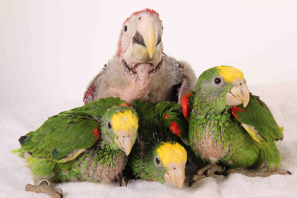 Tropican Ruční krmení Krmivo pro papoušky