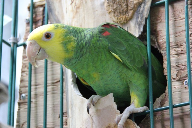 Trpoican High Performance vzorec pro mladé, odstavující a začínající papoušky.