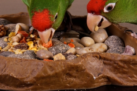 Tropimix premium quality enrichment food blend for Small Parrots