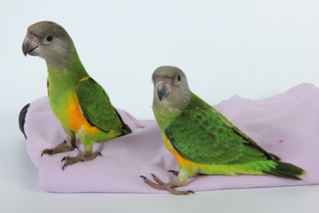 Tropican Hand-feeding Formula food for parrots