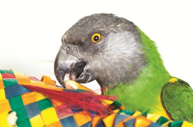 small parrot foraging small