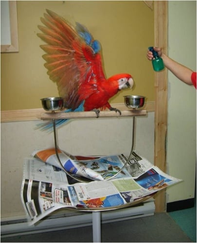 Msting and bathing parrot stand