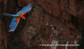 179 Green winged Macaw - Steve Brookes