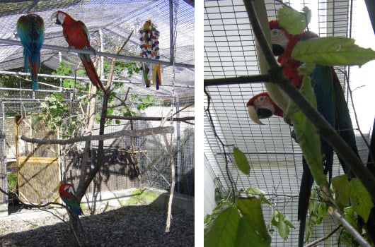 macaw-enclosure