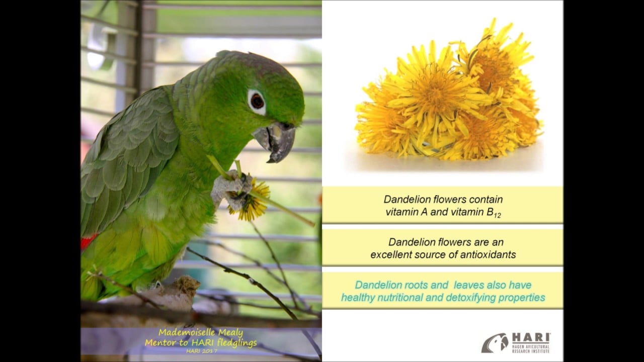 Dandelion Delight for Your Companion Parrot