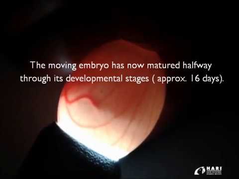 Egg Candling to Monitor the Health of an Embryo