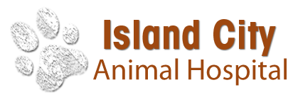 island city animal hospital