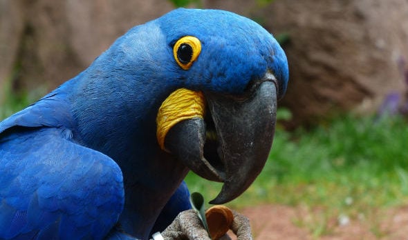 The Lear’s Macaw