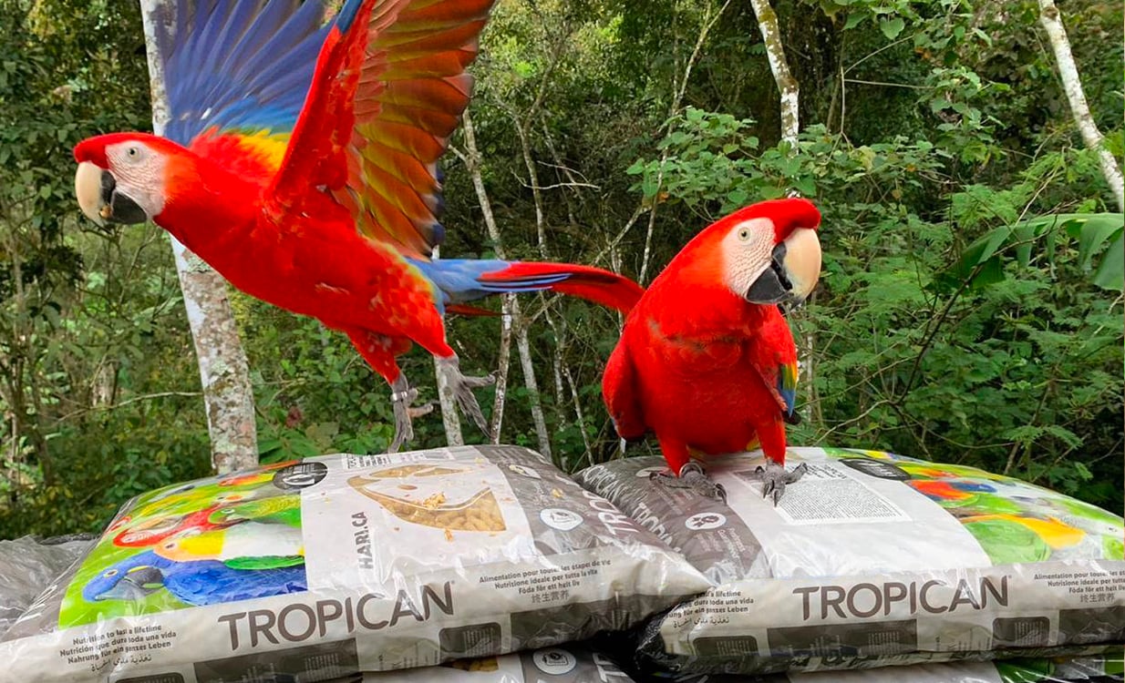 How Much Tropican Bird Food Should Your Companion Parrot Eat?