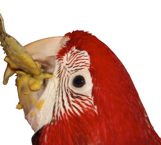 Spoon feeding formula for parrot